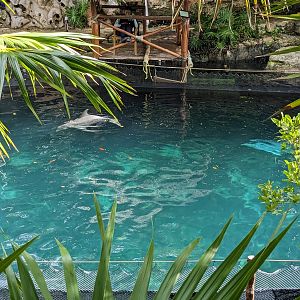 Aquarium - common bottlenose dolphin