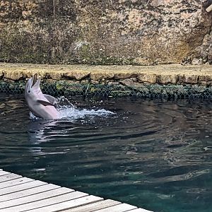 Aquarium - common bottlenose dolphin