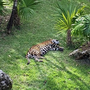 Jaguar