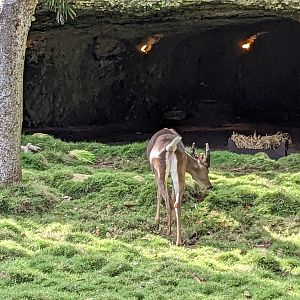 Yucatan white tailed deer