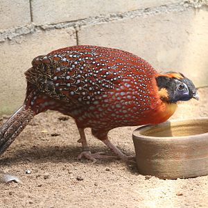 Satyr or Temmincks Tragopan?
