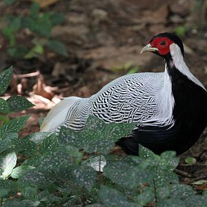 Silver Pheasant (Free Roaming)