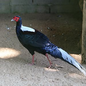 Swinhoe's Pheasant