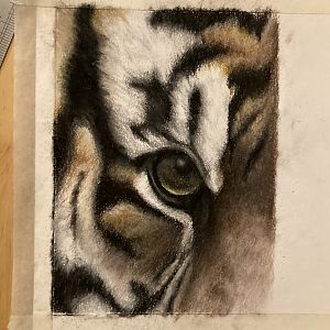 Tiger eyes drawing in progress