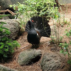 Bronx Zoo - Capercaillie