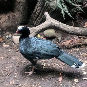 Bronx Zoo - Helmeted Curassow