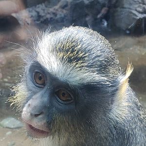 Bronx Zoo - Wolf's Monkey