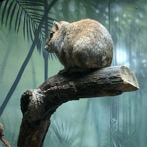 Bronx Zoo - Rock Cavy