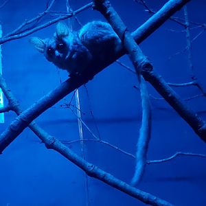 Bronx Zoo - Bushbaby