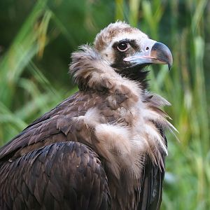 Cinereous vulture (Aegypius monachus), 2022-07-03