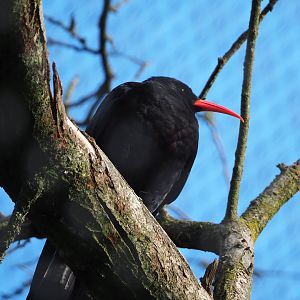 Red-billed chough (Pyrrhocorax pyrrhocorax), 2022-07-03