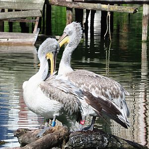 Dalmatian pelican (Pelecanus crispus), 2022-07-03