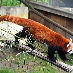 Nepalese red panda (Ailurus fulgens), 2022-07-03