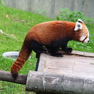 Nepalese red panda (Ailurus fulgens), 2022-07-03