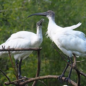 Black-headed ibises (Threskiornis melanocephalus), 2022-07-03