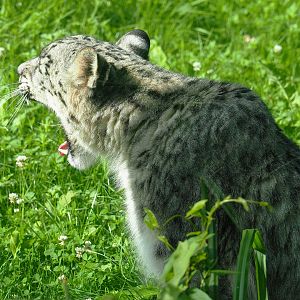 Snow leopard (Panthera uncia), 2022-07-03