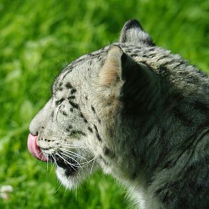 Snow leopard (Panthera uncia), 2022-07-03