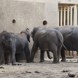 Asian elephants (Elephas maximus), 2022-07-03