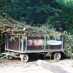 Cart with harvested willow branches for the elephants, 2022-07-03