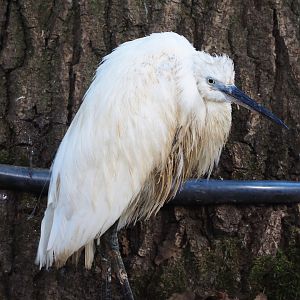 Little egret (Egretta garzetta garzetta), 2022-07-03