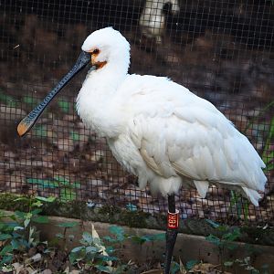 Eurasian Spoonbill (Platalea leucorodia), 2022-07-03