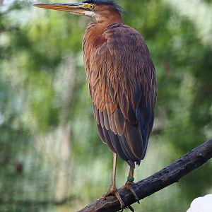 Juvenile Purple heron (Ardea purpurea), 2022-07-03