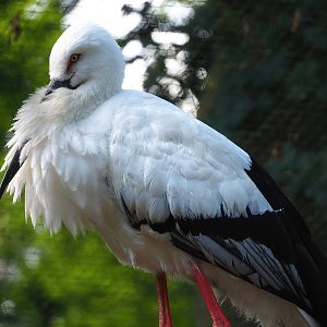 Oriental white stork (Ciconia boyciana), 2022-07-03