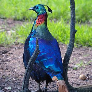 Himalayan monal pheasant (Lophophorus impejanus), 2022-07-03