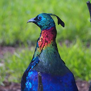 Himalayan monal pheasant (Lophophorus impejanus), 2022-07-03
