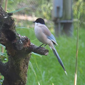 Asian azure-winged magpie (Cyanopica cyanus), 2022-07-03