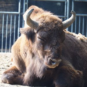 Wisent (Bison bonasus), 2022-07-03