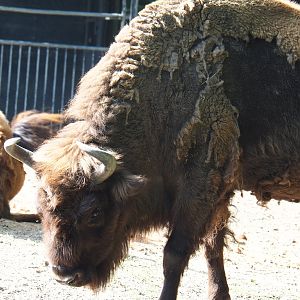 Wisent (Bison bonasus), 2022-07-03
