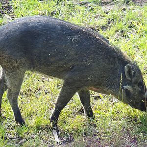 Negros Visayan warty pig (Sus cebifrons negrinus) Vlad, 2022-07-03
