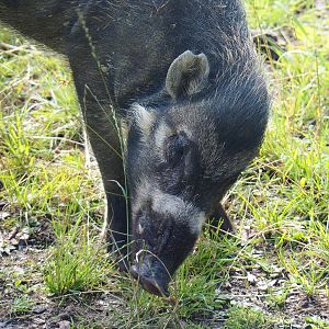 Negros Visayan warty pig (Sus cebifrons negrinus) Vlad, 2022-07-03