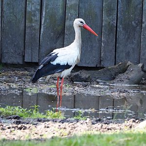 European white stork (Ciconia ciconia), 2022-07-03