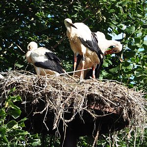 European white storks (Ciconia ciconia) on nest, 2022-07-03
