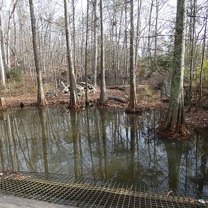 American Alligator exhibit 1