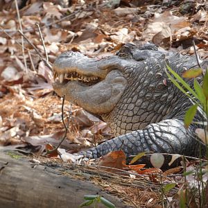 American Alligator