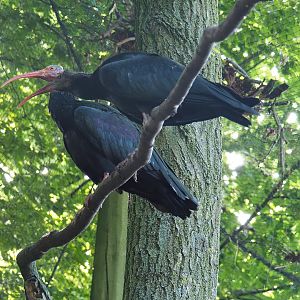 Waldrapp (Geronticus eremita), 2022-07-03