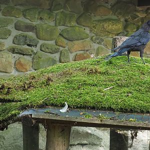 Two wild Corvid species in one photo, 2022-07-03