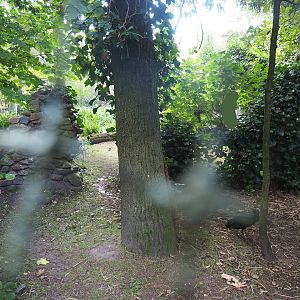 European aviary - Forested section with rock walls, 2022-07-03