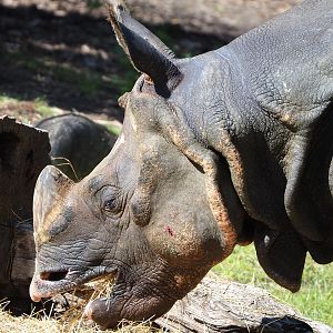 Indian rhinoceros (Rhinoceros unicornis) Gujarat, 2022-07-03