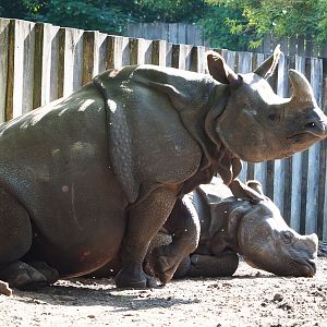 Indian rhinoceroses (Rhinoceros unicornis) Karamat and Vaiana, 2022-07-03