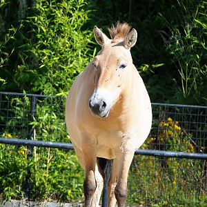 Przewalski's horse (Equus ferus przewalskii), 2022-07-03