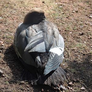 Australian maned wood duck (Chenonetta jubata), 2022-07-03
