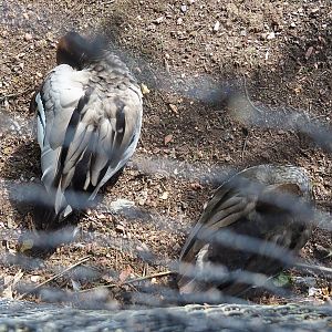 Australian maned wood ducks (Chenonetta jubata), 2022-07-03