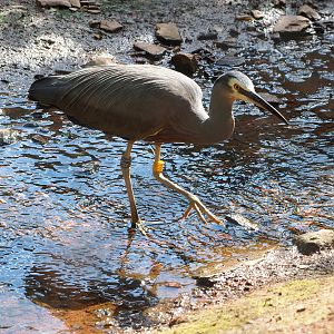 White-faced Heron (Egretta novaehollandiae), 2022-07-03