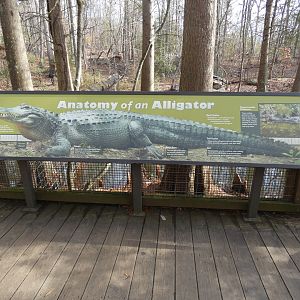 American Alligator signage