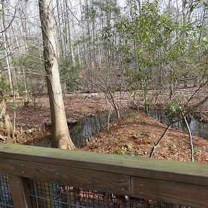 American Alligator exhibit 2