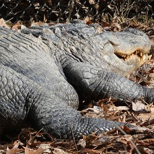 American Alligator